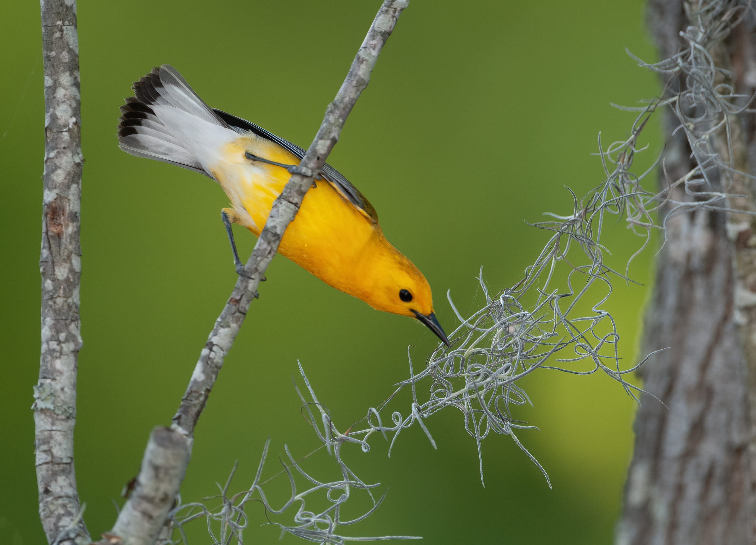 Photographed from the boardwalk at the Beidler Forest National Audubon Society Sanctuary near Harleyville, this beautiful prothonotary warbler landed on a branch and began to gather up some Spanish moss. It flew off into the swamp with the moss, more than likely destined to build a nest within a cavity of a cypress knee. 